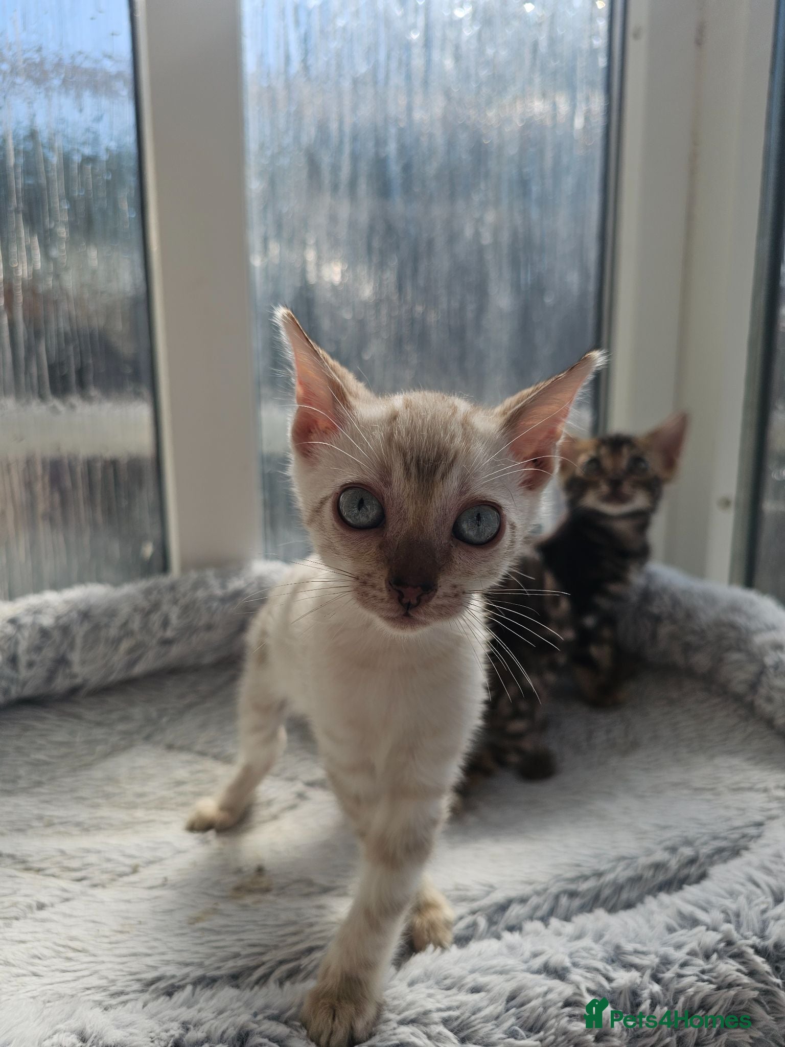 Bengal cats Stunning Bengal Kittens - Advert 1