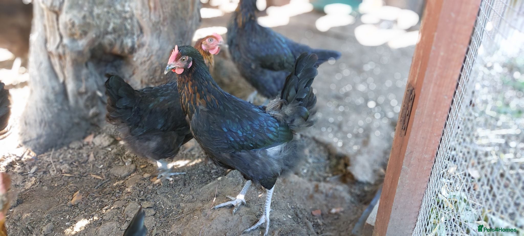 Hens poultry French Copper Marrans  - Advert 1