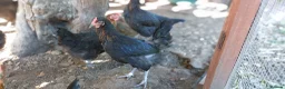 Hens poultry for sale: French Copper Marrans  - Advert 1