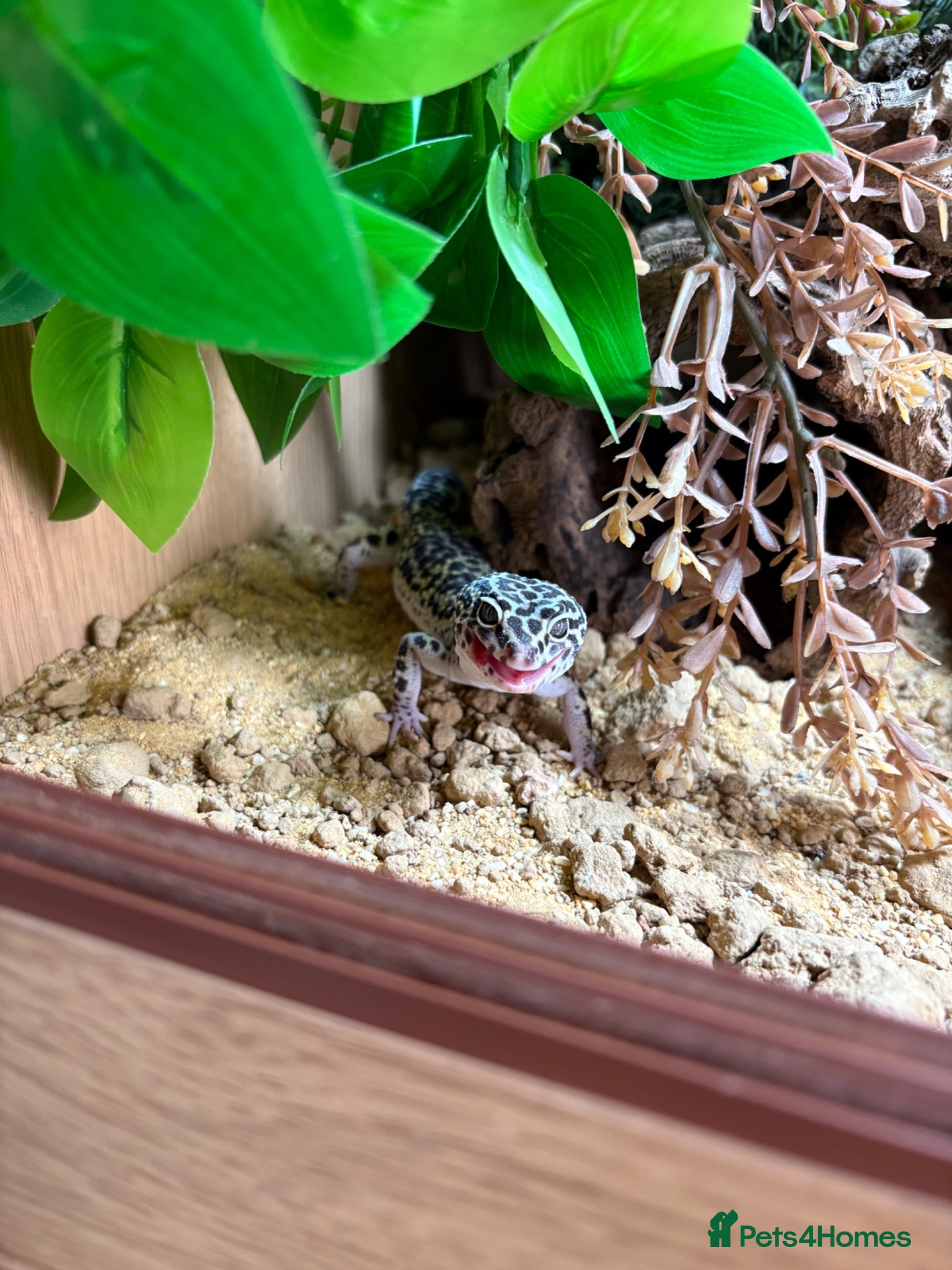 Leopard Gecko reptiles Mack snow leopard gecko  - Advert 2