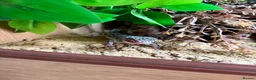 Leopard Gecko reptiles for sale: Mack snow leopard gecko  - Advert 1