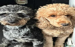 Cockapoo dogs for sale: Gorgeous cockapoo puppies  - Advert 2