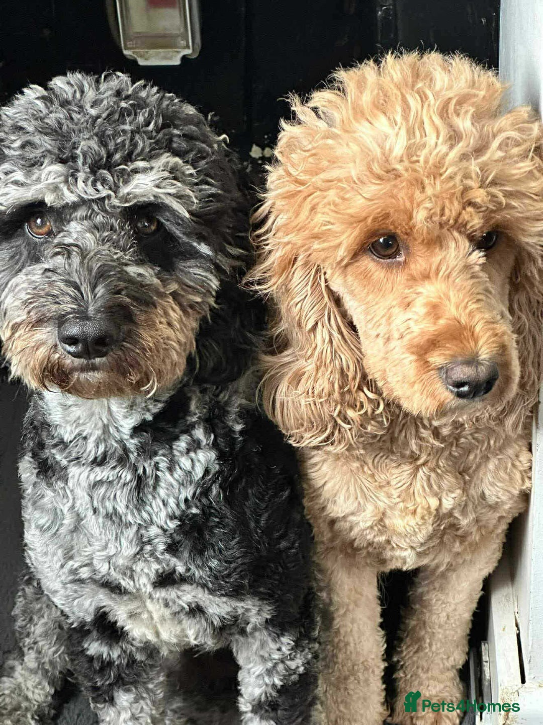 Cockapoo dogs for sale: Gorgeous cockapoo puppies  - Advert 2