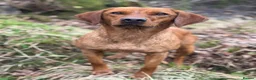 Labrador Retriever dogs for sale: KC, fully health tested fox red Labrador pups  - Advert 11