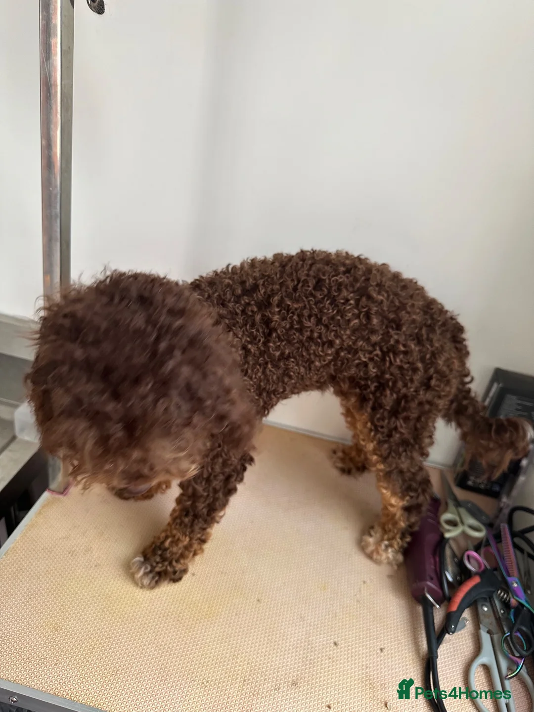 Toy Poodle dogs for sale: Toy poodle girl - Advert 7