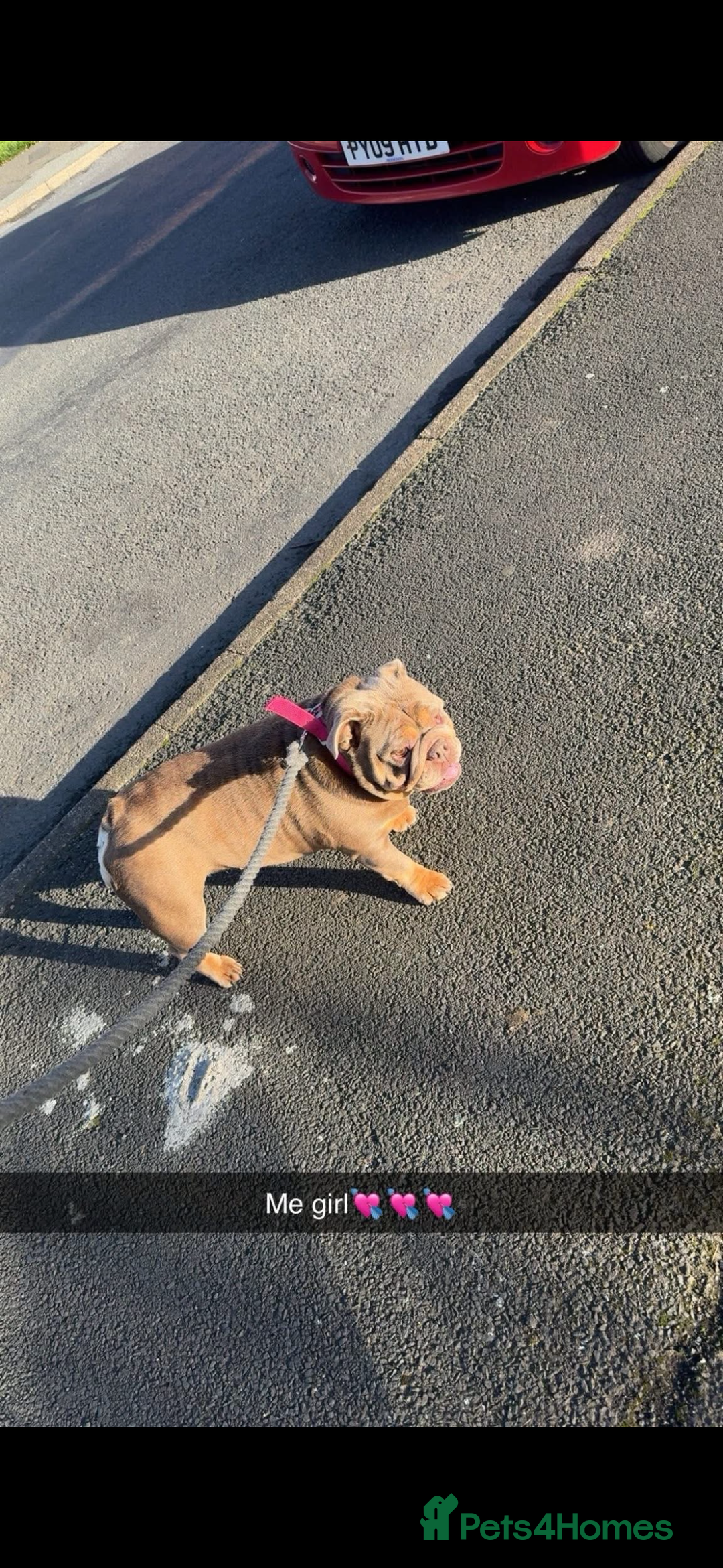 English Bulldog dogs for sale: Fully suited lilac British bulldog - Advert 1