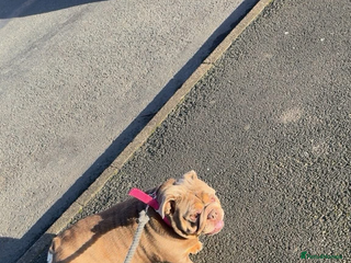 English Bulldog dogs Fully suited lilac British bulldog - Advert 4