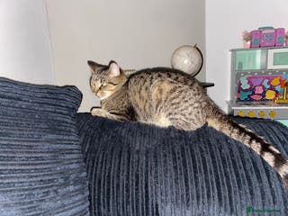 Domestic Shorthair cats Tyga, a Boy - Advert 7