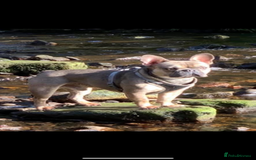 French Bulldog dogs for sale: 2 male French bulldog puppies for sale  - Image 6