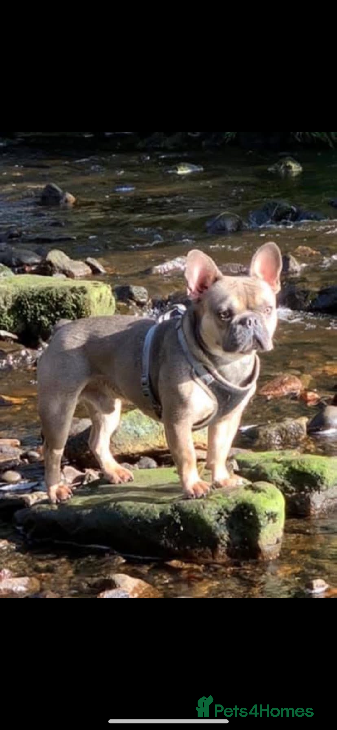French Bulldog dogs for sale: 2 male French bulldog puppies for sale  - Image 6