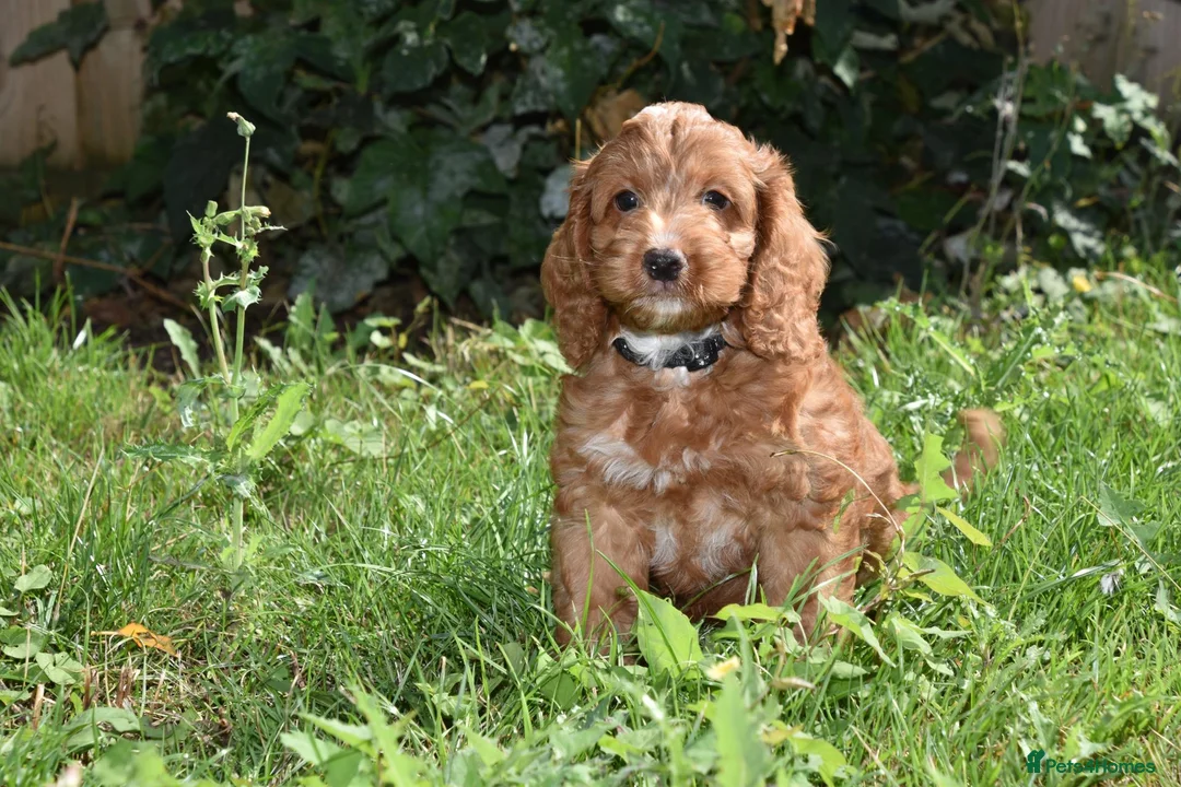 Cockapoo dogs for sale: Fully Injected Ready Now F1 Toy Cockapoo - Advert 2