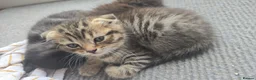 Scottish Fold cats for sale: Full pedigree Scottish fold kittens 8 wks old - Advert 7