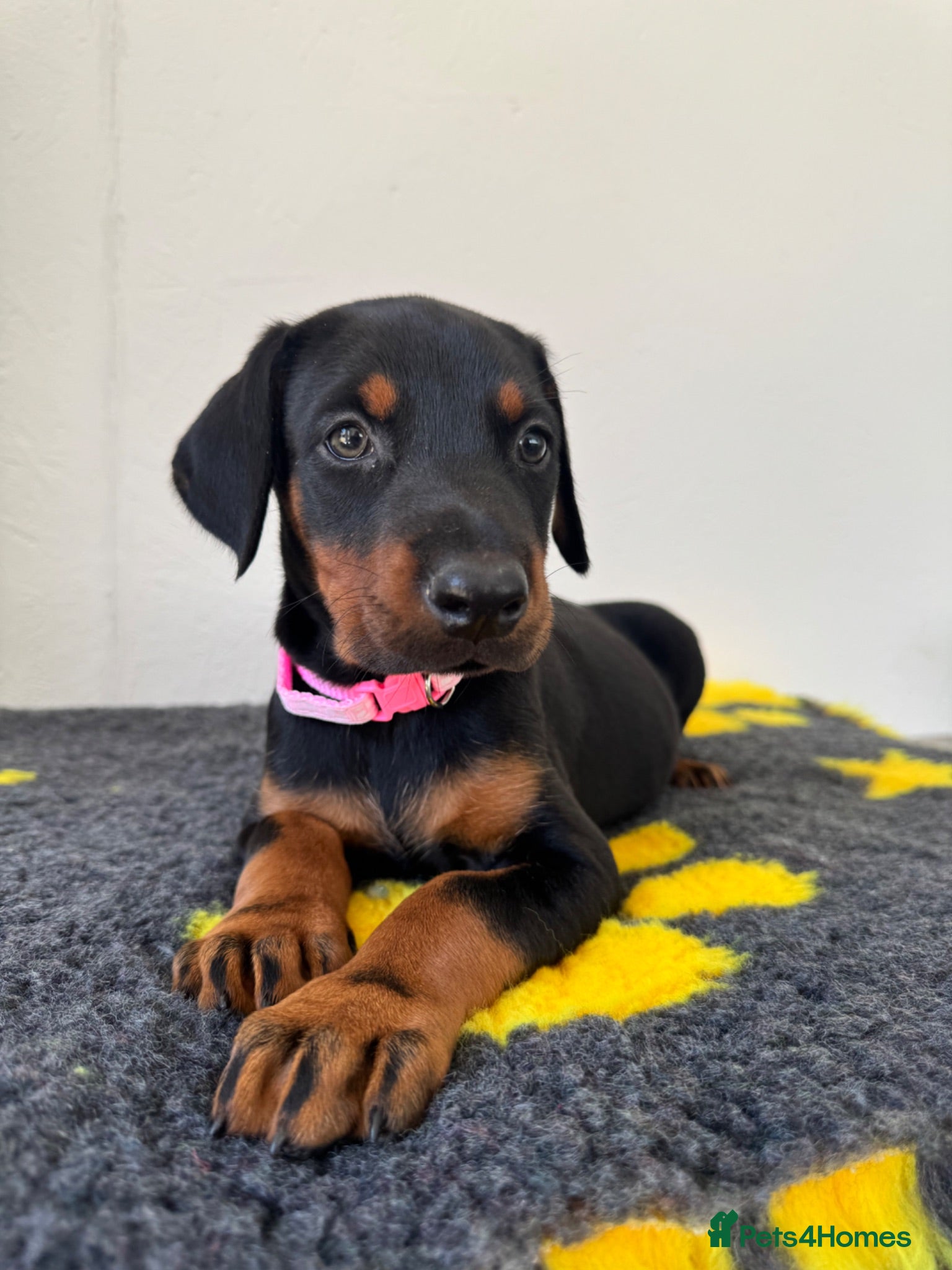 Dobermann dogs Quality European Dobermanns - 1 Female Remaining - Advert 1