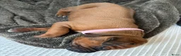 Rhodesian Ridgeback dogs for sale: Outstanding Rhodesian Ridgeback puppies ready 4wk - Advert 27