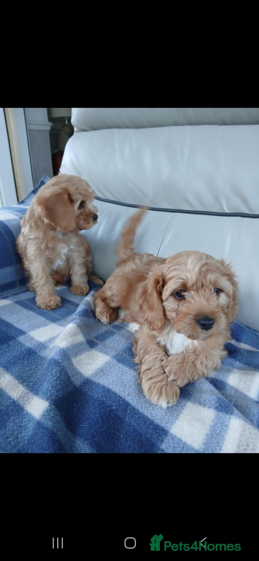 Cavapoo dogs for sale: Cavapoo puppies for sale  - Advert 5