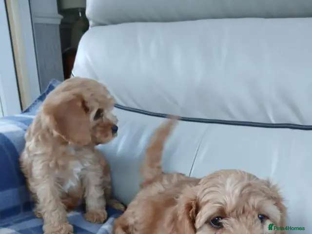 Cavapoo dogs for sale: Cavapoo puppies for sale - Advert 5