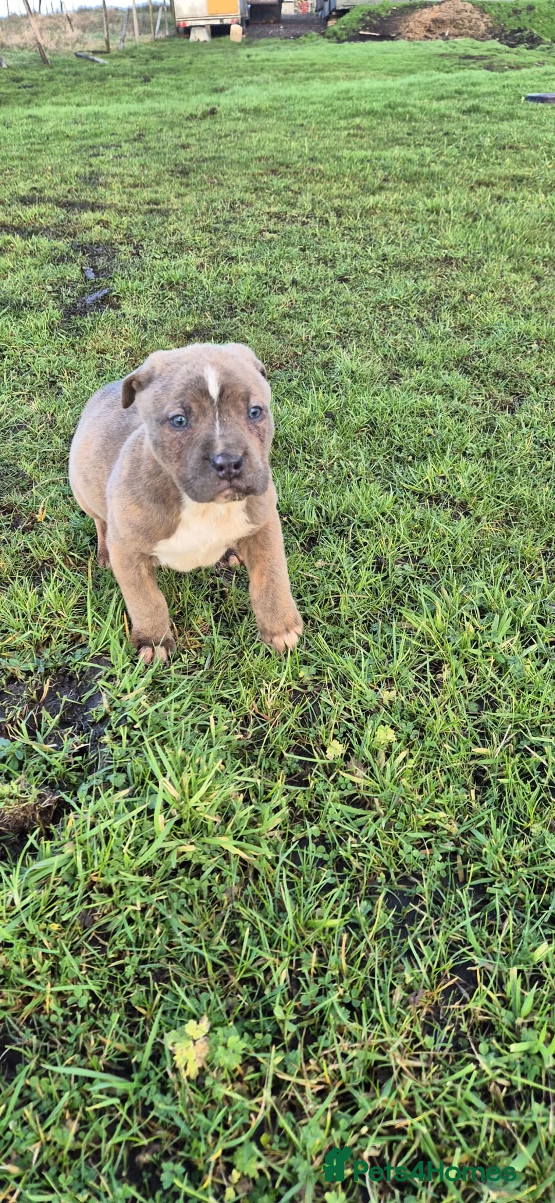 Mixed Breed dogs for sale: Mixed breed pups ready to leave - Advert 6