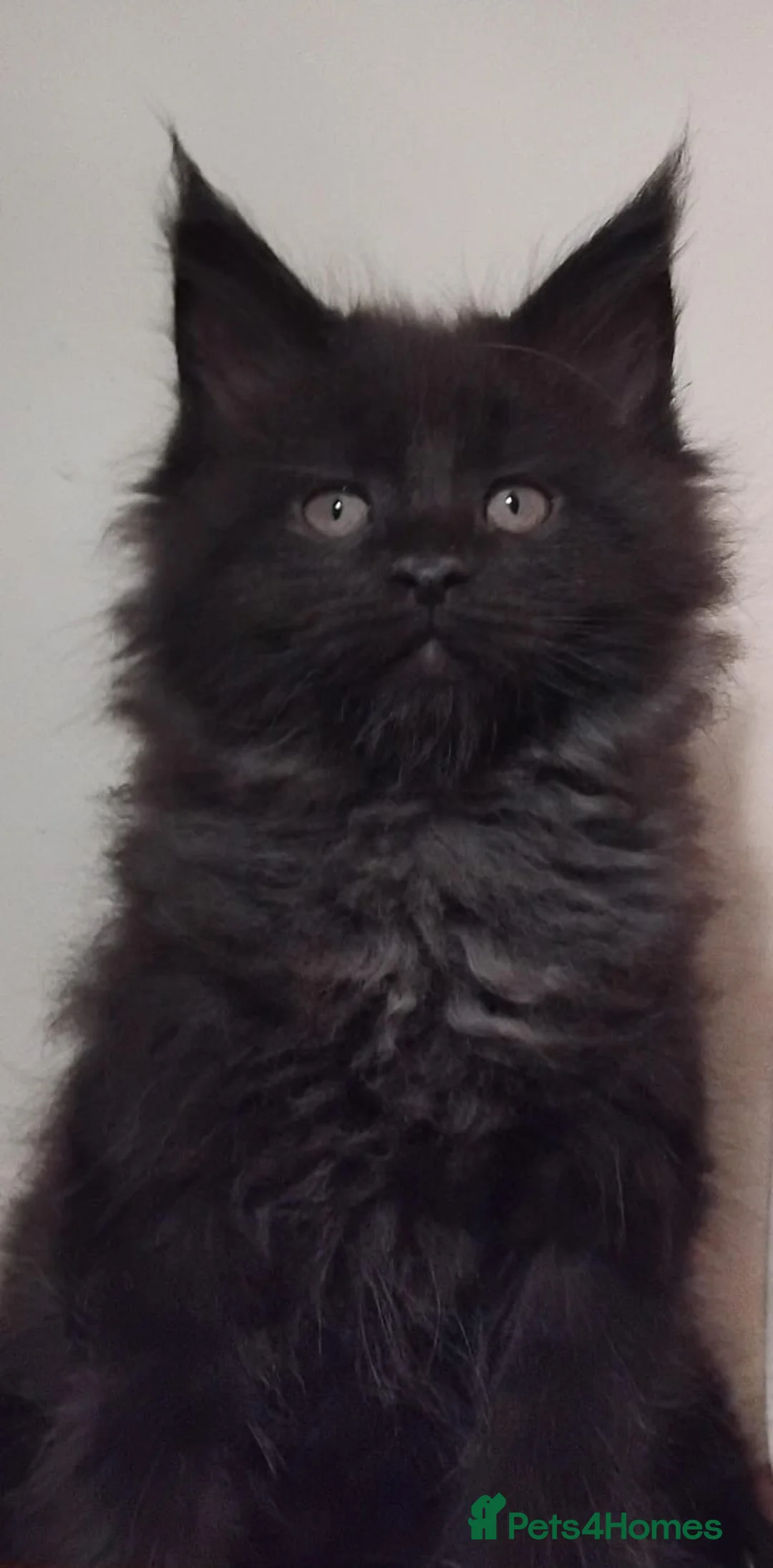 Maine Coon cats for sale: Maine Coons Kittens For Sale  - Advert 4