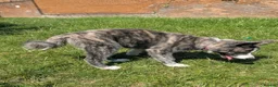Japanese Akita Inu dogs for sale: Beautiful RKC akita puppies full pedigree  - Advert 24