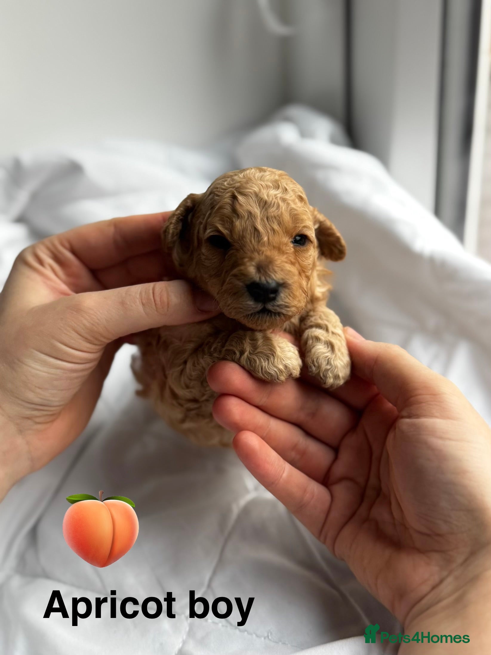Miniature Poodle dogs 💞RESERVED 💞 - Advert 16