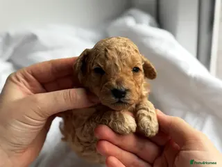 Miniature Poodle dogs 💞RESERVED 💞 - Advert 16