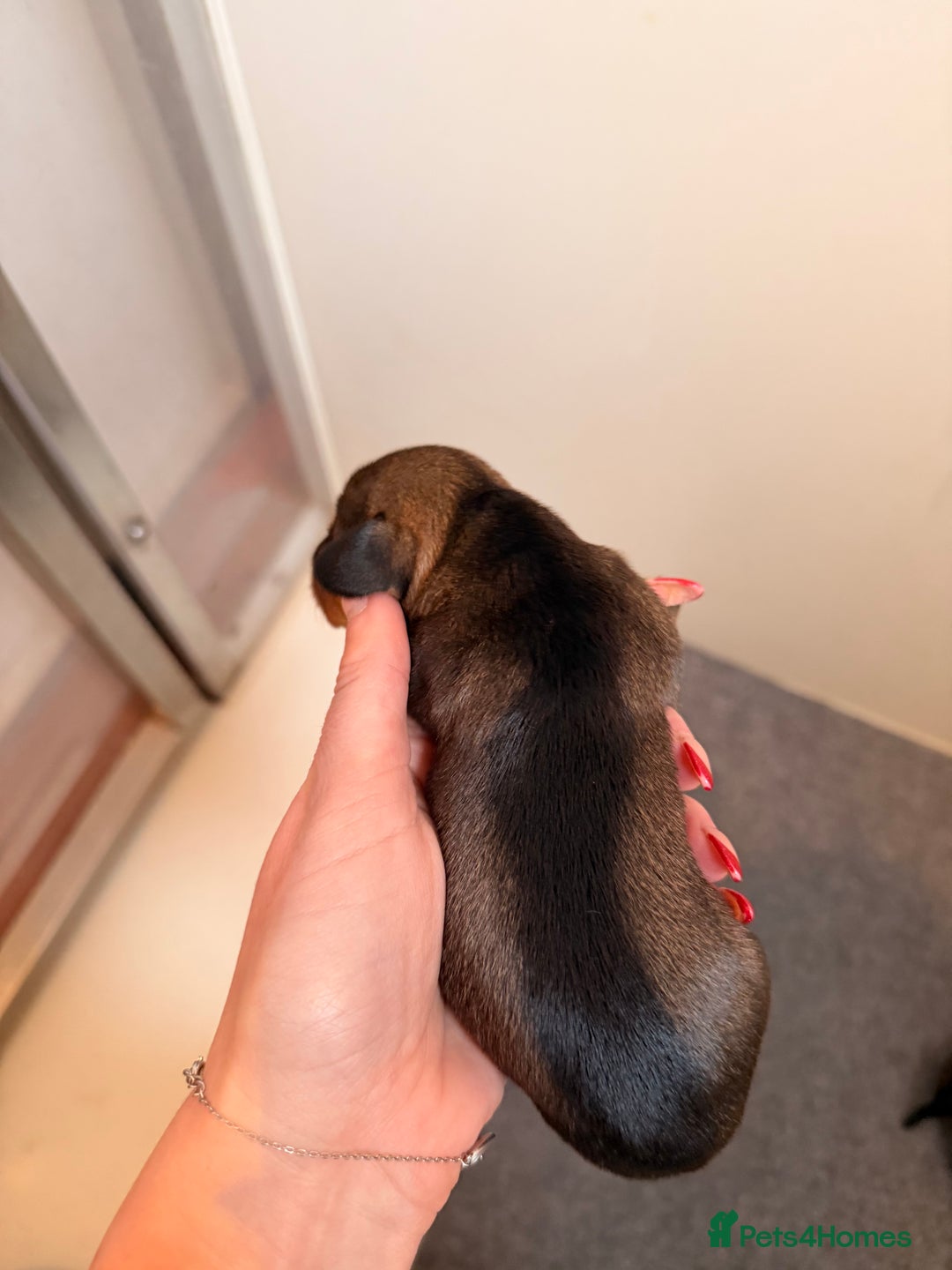 Dachshund dogs for sale: Exceptional Wire Haired Dachshunds (teckels)  - Advert 12