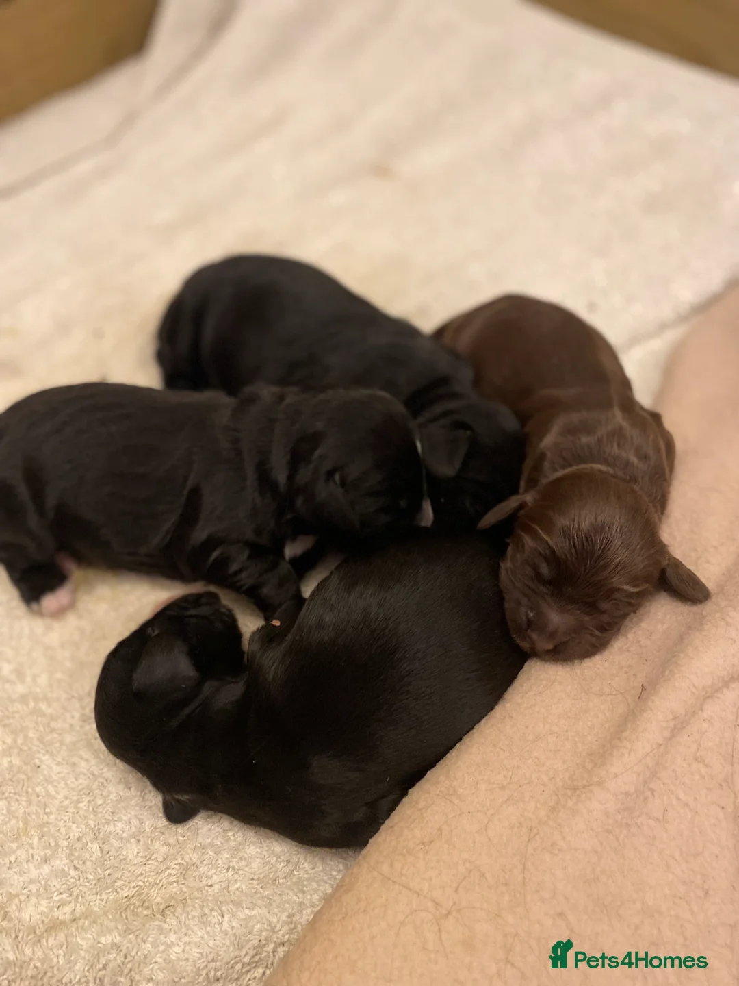 Cocker Spaniel dogs for sale: KC Registered Litter of Cocker Spaniels - Advert 4