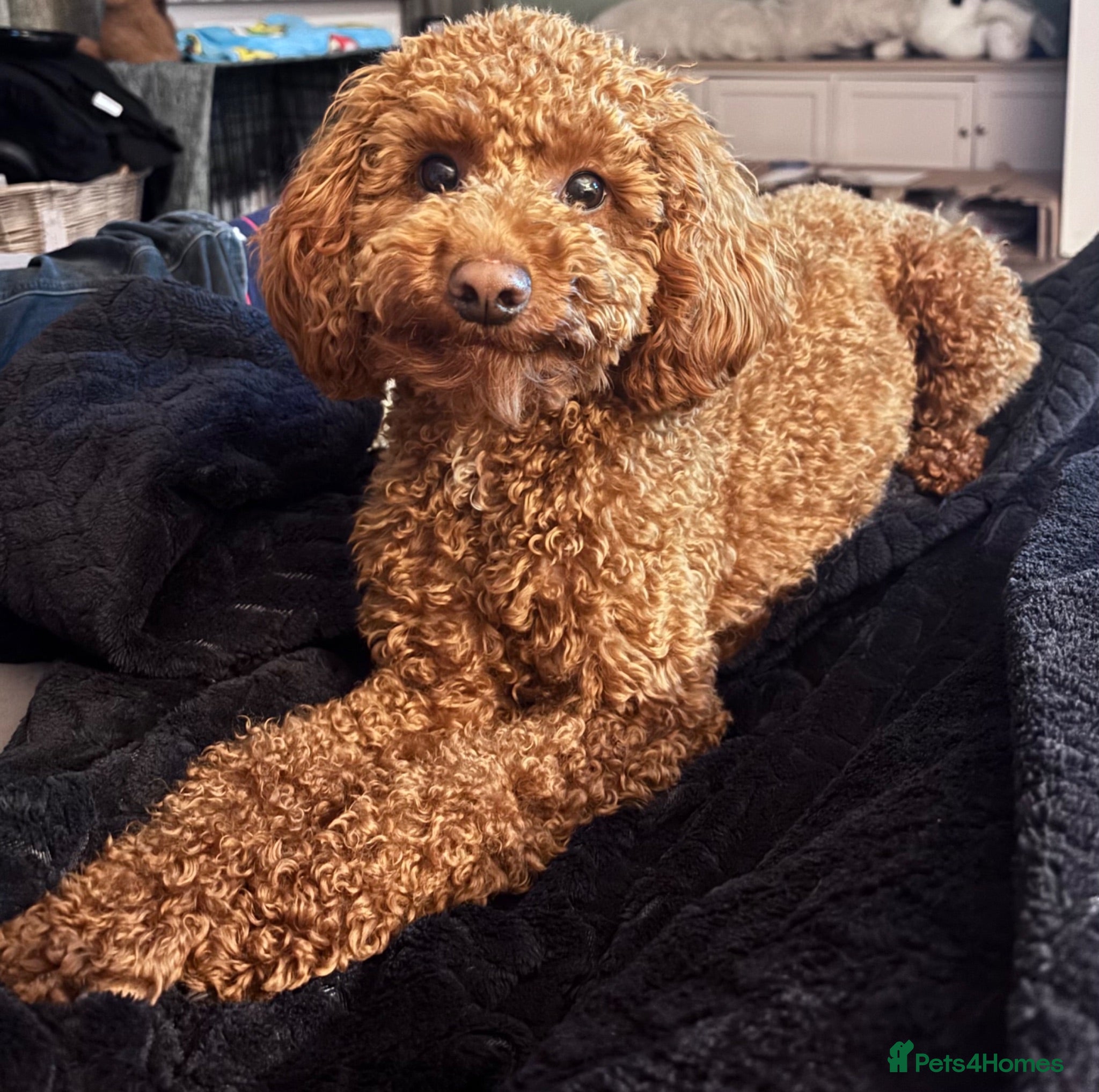 Miniature Poodle dogs **For Stud** - Advert 8
