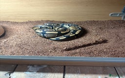 Python Snake reptiles for sale: Female Royal Python  - Image 1
