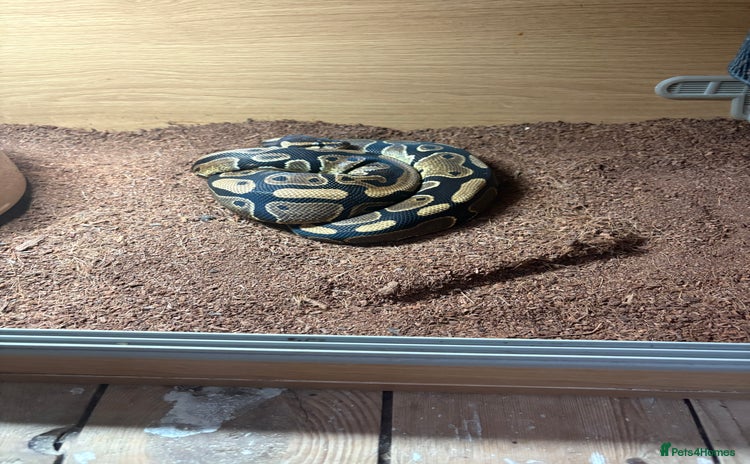 Python Snake reptiles - Advert 1