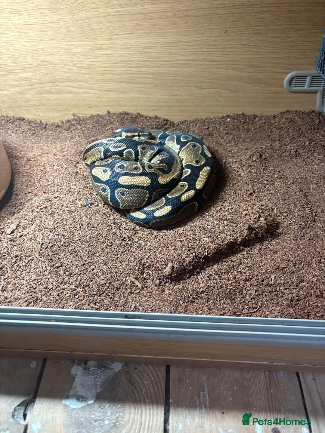 Python Snake reptiles for sale: Female Royal Python  - Image 1