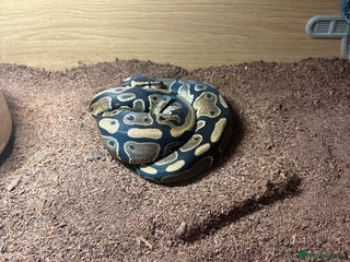 Python Snake reptiles - Advert 3