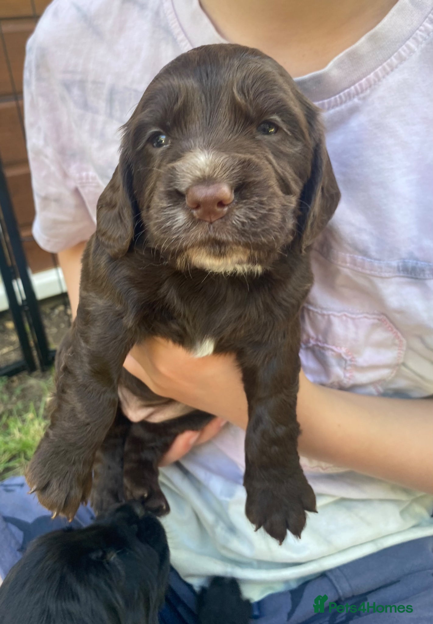 Sprocker dogs Beautiful Working Cocker Pups  - Advert 2