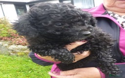 Poochon dogs for sale: POOCHON PUPPIES IN NORTHERN IRELAND - Image 9