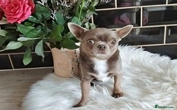 Chihuahua dogs for sale: Beautiful chihuahua Pups for sale  - Image 14