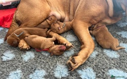 Dogue De Bordeaux dogs for sale: Beautiful KC Dogue De Bordeaux Puppies - Image 1
