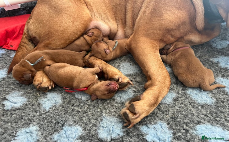 Dogue De Bordeaux dogs - Advert 1