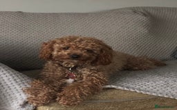 Toy Poodle dogs for stud: Toy Poodle - Red - KC Reg  - FOR STUD - Image 5