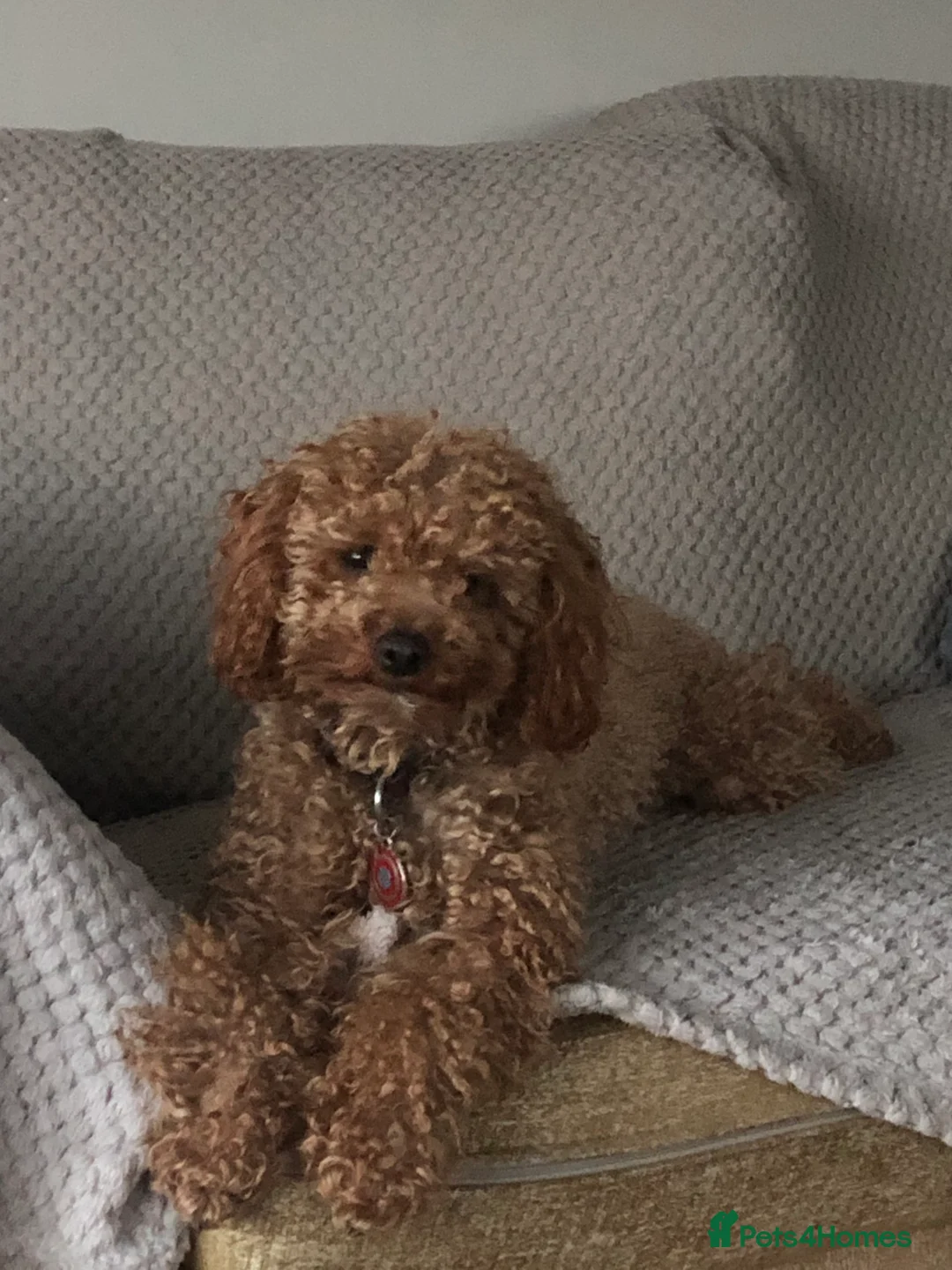 Toy Poodle dogs for stud: Toy Poodle - Red - KC Reg  - FOR STUD - Advert 5