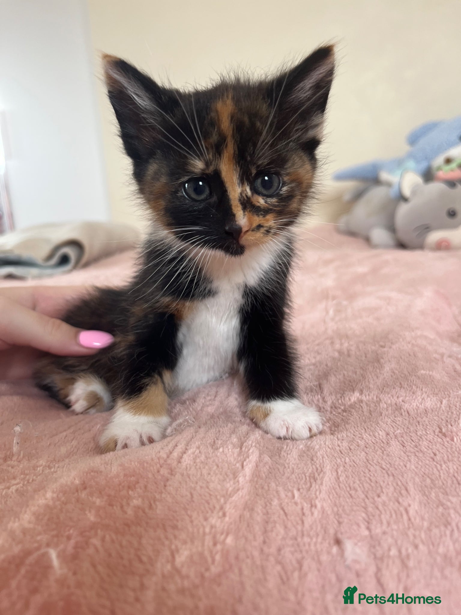 Mixed Breed cats 2 female 4 male kittens - Advert 1