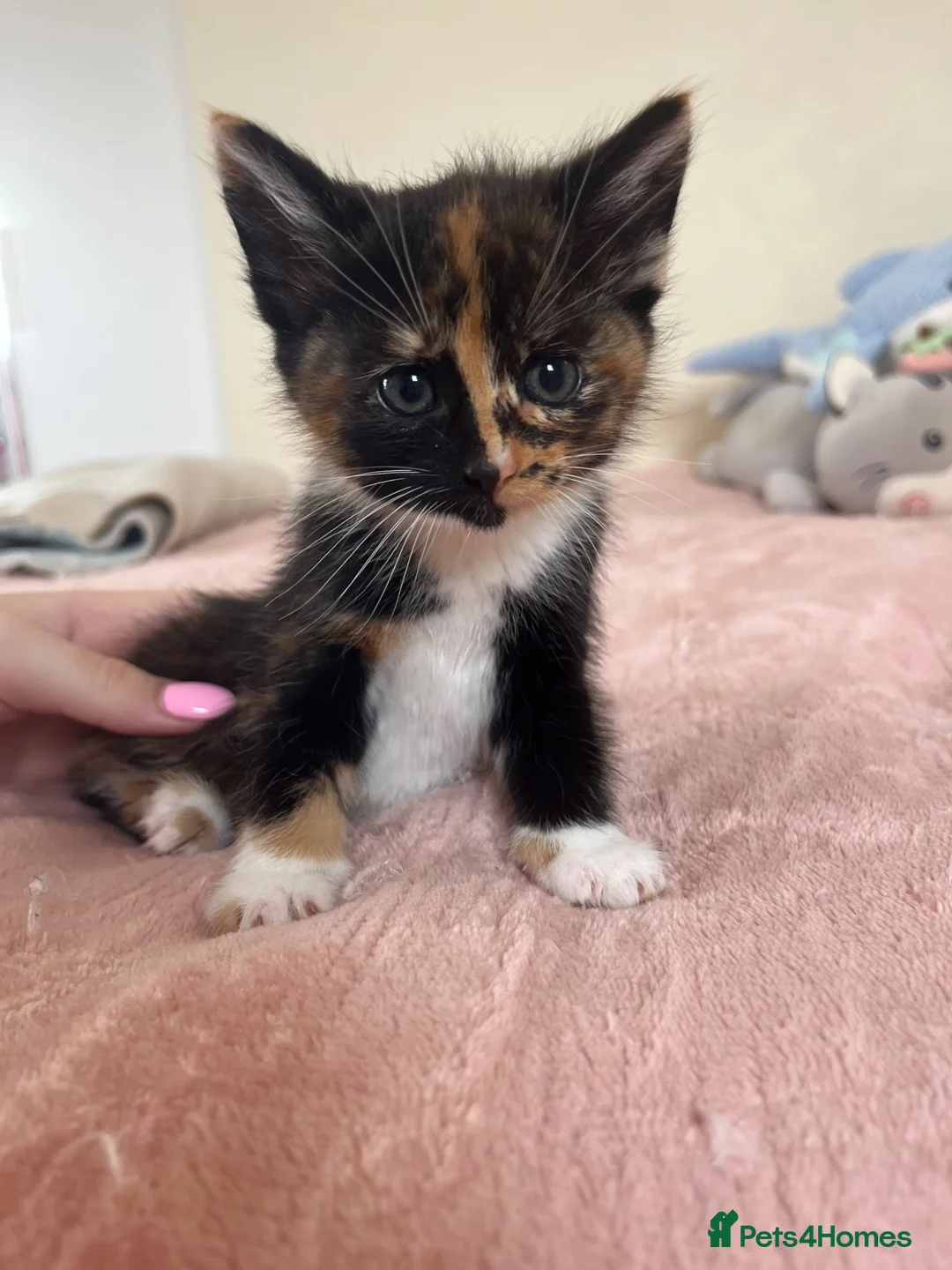 Mixed Breed cats for sale: 2 female 4 male kittens - Advert 1