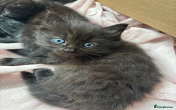 Ragdoll cats for sale: Half ragdoll kittens - Image 7