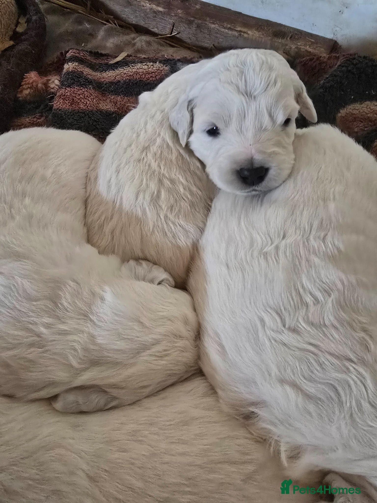 Pyrenean Mountain Dog dogs Polish tatra mountain dog - Advert 17