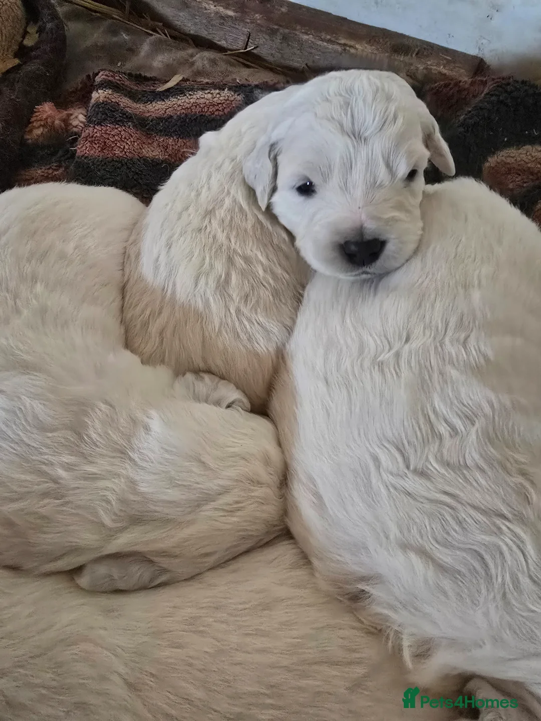Pyrenean Mountain Dog dogs for sale: Polish tatra mountain dog - Advert 1