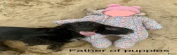 Sprocker dogs for sale: 🐾 Beautiful Sprocker Spaniel Puppies 🐾 in Barnstaple - Advert 4
