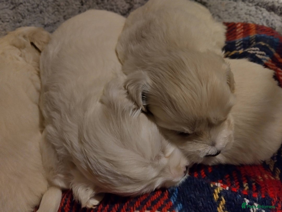 Mixed Breed dogs for sale: Bishon Maltipoo Mix Puppies for sale - Advert 2