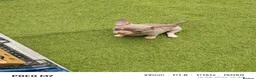 Chihuahua dogs for sale: Beautiful lillac girl - Advert 7