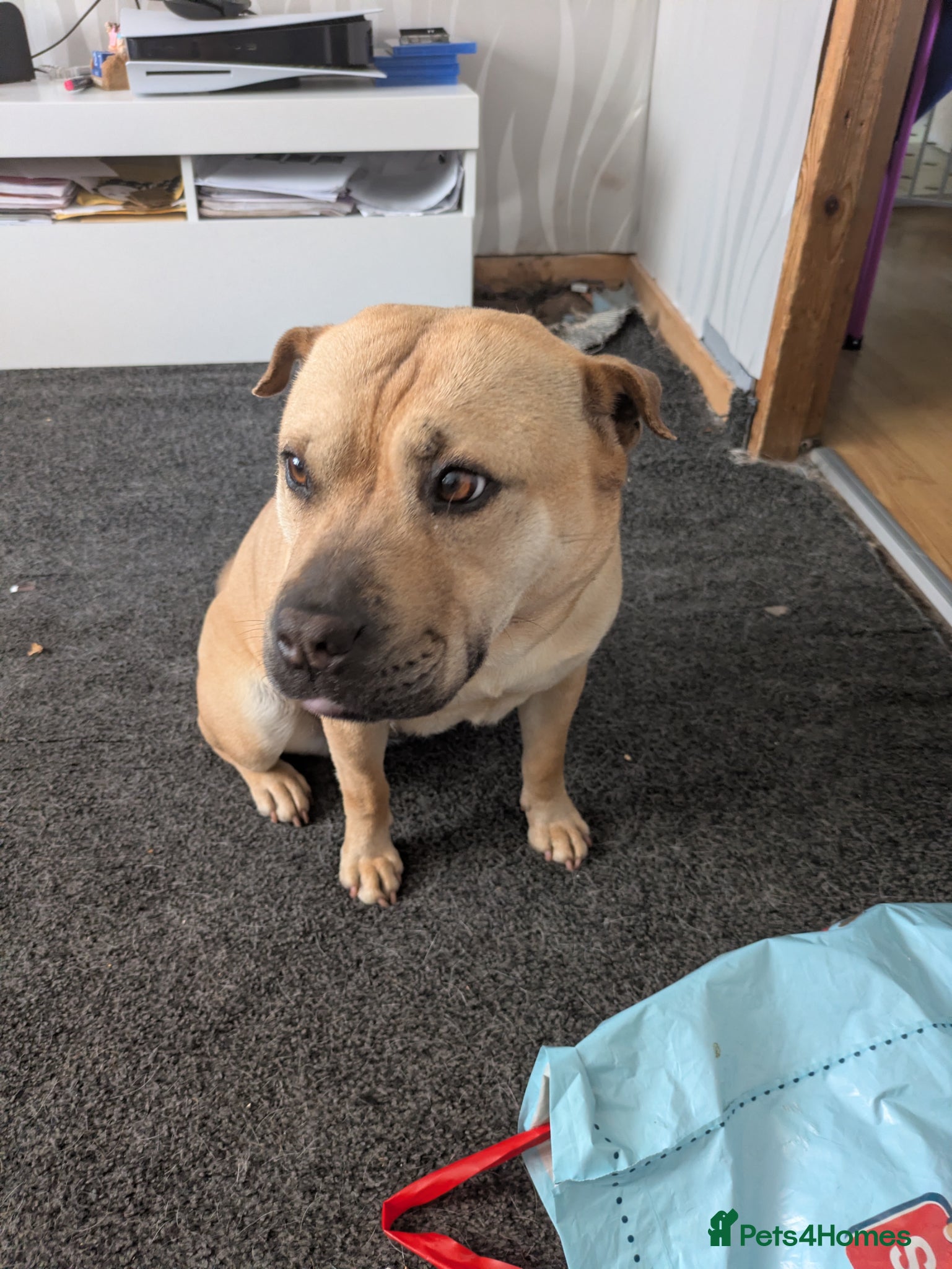 Mixed Breed dogs for sale: 3 year old dog - Advert 2