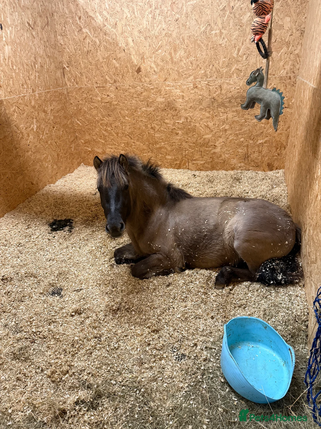 Dartmoor horses for sale: Dartmoor Hill Pony - Advert 2