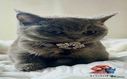 British Shorthair cats for sale: 🐾 Blue British Shorthair Kittens  🐾 - Image 4